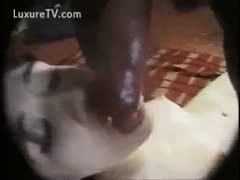 Pinhole camera shows white bitch take dog in her face hole